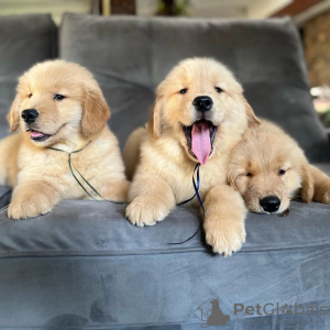 Photo №2 to announcement № 83115 for the sale of golden retriever - buy in Germany 