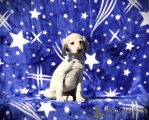 Photo №4. I will sell  in the city of Belgrade.  - price - negotiated