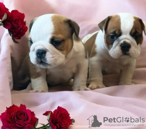 Photo №2 to announcement № 132967 for the sale of english bulldog - buy in Germany 