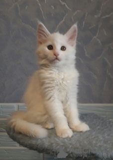 Photo №2 to announcement № 9401 for the sale of maine coon - buy in Russian Federation private announcement, from nursery, breeder