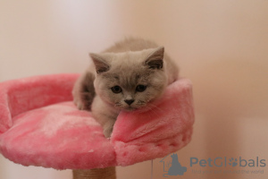 Photo №2 to announcement № 80921 for the sale of british shorthair - buy in Bulgaria from nursery