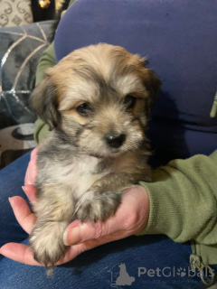 Photo №1. havanese dog - for sale in the city of Dendermond | 506$ | Announcement № 172220