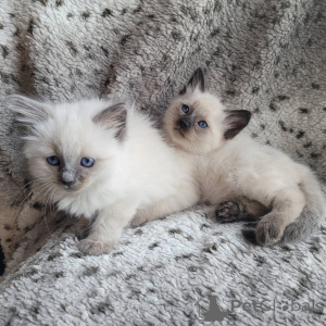 Photo №1. balinese cat - for sale in the city of Gardabani | negotiated | Announcement № 176234