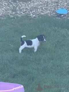 Photo №2 to announcement № 166831 for the sale of jack russell terrier - buy in United Kingdom private announcement, breeder