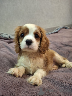 Photo №1. american cocker spaniel, english cocker spaniel, english springer spaniel, welsh springer spaniel, irish water spaniel, spanish water dog, spanisch mastiff, cavalier king charles spaniel, cavalier king charles spaniel, clumber spaniel, russian spaniel, tibetan spaniel - for sale in the city of Vilnius | 1135$ | Announcement № 175525