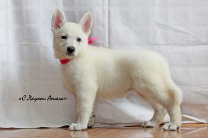 Photo №3. Kennel #SladoniAngela offers puppies white Swiss Shepherd. Russian Federation