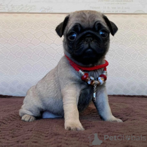 Photo №1. pug - for sale in the city of CieChanów | negotiated | Announcement № 173321