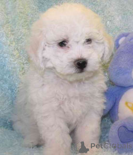 Photo №1. bichon frise - for sale in the city of Basel | 774$ | Announcement № 160473