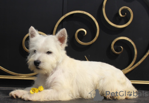 Photo №3. west highland white terrier puppy from Interchampion. Russian Federation
