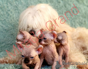 Photo №2 to announcement № 9446 for the sale of elf - buy in Russian Federation from nursery