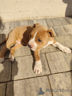 Photo №1. american staffordshire terrier - for sale in the city of Stalowa Wola | 659$ | Announcement № 135759