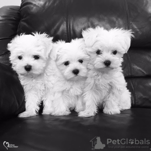 Photo №2 to announcement № 21499 for the sale of maltese dog - buy in Denmark private announcement