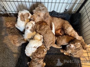 Photo №1. labradoodle - for sale in the city of Hianvaara | negotiated | Announcement № 162103