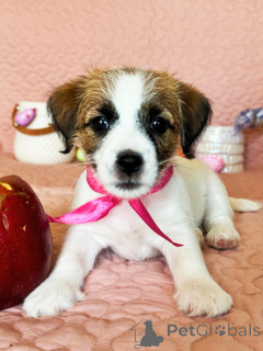 Photo №1. jack russell terrier - for sale in the city of Москва | 304$ | Announcement № 140848