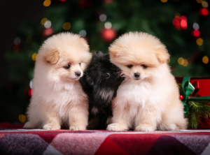Photo №1. german spitz - for sale in the city of Yaroslavl | Negotiated | Announcement № 4269