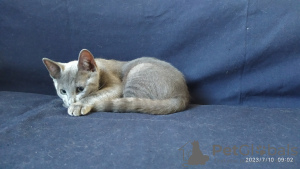 Additional photos: A boy kitten of the Russian Blue breed is looking for his loving parents