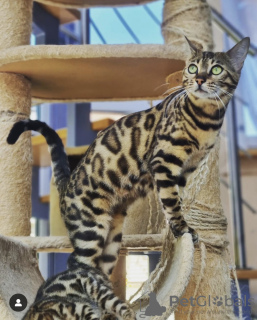 Photo №1. bengal cat - for sale in the city of London | 1268$ | Announcement № 125253