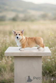 Photo №1. welsh corgi - for sale in the city of Belgrade | negotiated | Announcement № 167186