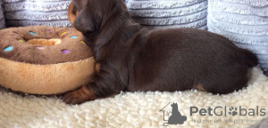 Photo №1. dachshund - for sale in the city of Nuremberg | 300$ | Announcement № 70905