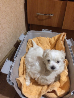 Photo №3. Maltese Puppies. Ukraine