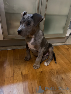 Photo №1. american pit bull terrier - for sale in the city of Dudeldorf | negotiated | Announcement № 178088