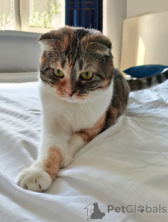 Photo №3. Domestic tricolor Scottish cat Chulya is looking for a home. Russian Federation