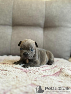 Photo №2 to announcement № 118925 for the sale of french bulldog - buy in Bolivia private announcement