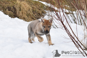 Photo №3. Czechoslovakian wolfdog puppy. Russian Federation