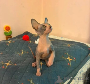 Photo №1. sphynx cat - for sale in the city of Fulda | 361$ | Announcement № 177046