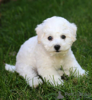 Photo №2 to announcement № 44909 for the sale of bichon frise - buy in Greece 