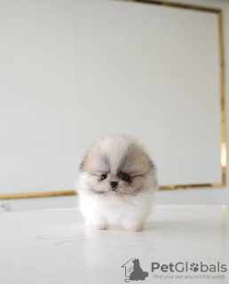 Photo №3. Cute little teacup Pomeranian puppy. United States