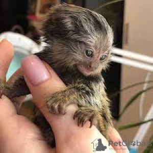 Additional photos: Marmosets available