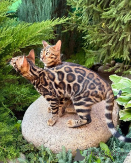 Photo №2 to announcement № 153257 for the sale of bengal cat - buy in Sweden private announcement