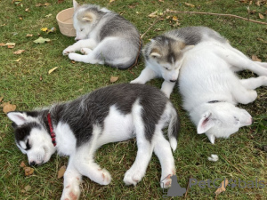 Photo №1. siberian husky - for sale in the city of Торонто | 1500$ | Announcement № 66214