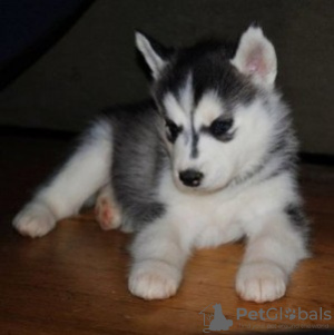 Photo №1. siberian husky - for sale in the city of Frankford | 700$ | Announcement № 71091