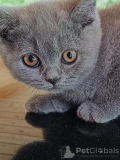 Photo №2 to announcement № 106073 for the sale of british shorthair - buy in Poland private announcement