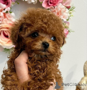 Photo №2 to announcement № 135194 for the sale of  - buy in Germany breeder