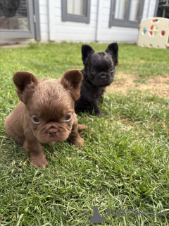 Photo №2 to announcement № 166732 for the sale of french bulldog - buy in France private announcement, breeder