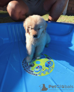 Photo №1. golden retriever - for sale in the city of Bremen | Is free | Announcement № 95912