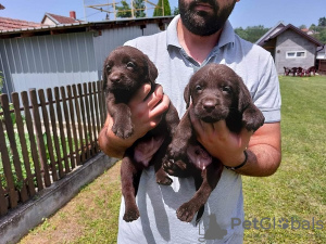 Photo №2 to announcement № 110980 for the sale of labrador retriever - buy in Serbia 