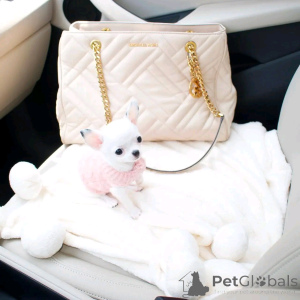 Photo №4. I will sell non-pedigree dogs in the city of Bergisch Gladbach. private announcement, breeder - price - 612$