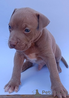 Photo №4. I will sell bull terrier in the city of Knjazevac.  - price - negotiated