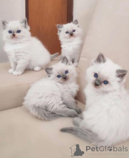 Photo №1. ragdoll - for sale in the city of Berlin | 258$ | Announcement № 155354