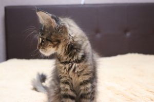 Photo №1. maine coon - for sale in the city of Novosibirsk | 246$ | Announcement № 1629