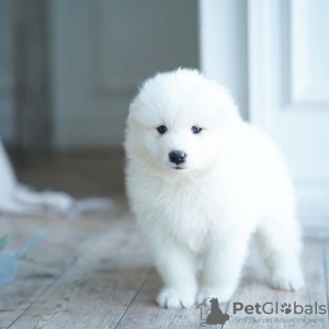 Photo №1. samoyed dog - for sale in the city of St. Petersburg | 651$ | Announcement № 105859