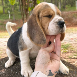 Photo №4. I will sell beagle in the city of Jyväskylä. private announcement - price - 398$