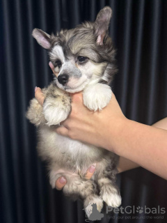 Photo №4. I will sell chinese crested dog in the city of Košice. breeder - price - negotiated