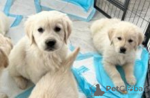 Photo №1. golden retriever - for sale in the city of Zinkgruvan | negotiated | Announcement № 55309