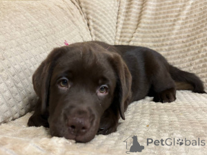 Photo №3. Puppy Labrador-Retriever. Russian Federation