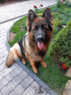 Photo №4. I will sell german shepherd in the city of Belgorod. private announcement - price - 540$